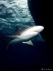 Yes - another Caribbean Reef Shark, I think he was still ... by Steven Anderson 
